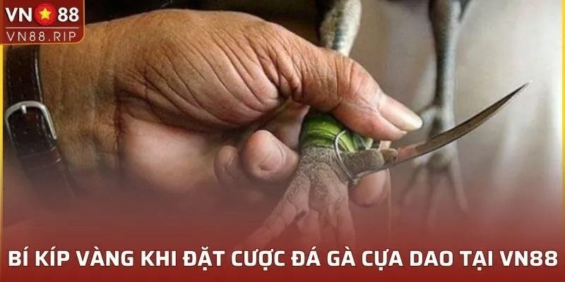 Bí kíp vàng khi đặt cược đá gà cựa dao tại VN88